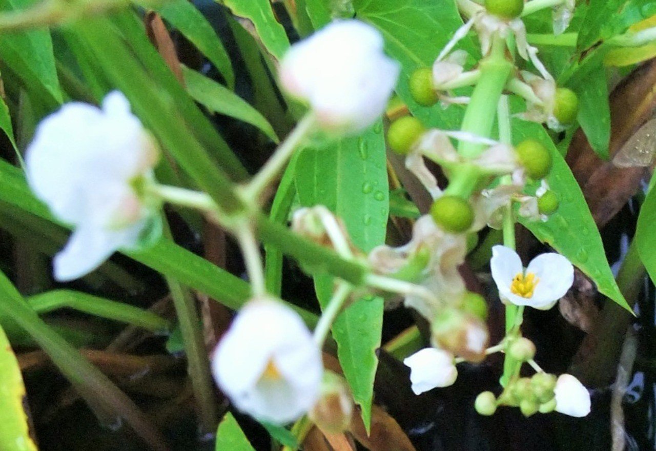 くわい 慈姑 Fact Or Note