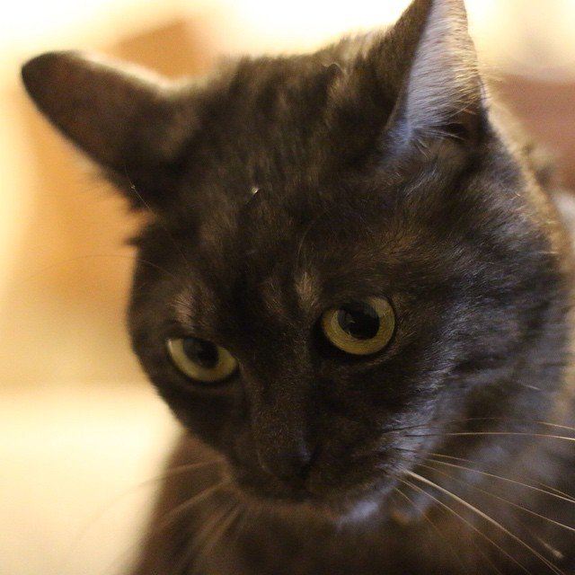 今日のフラはうつむき加減 Kamac Note