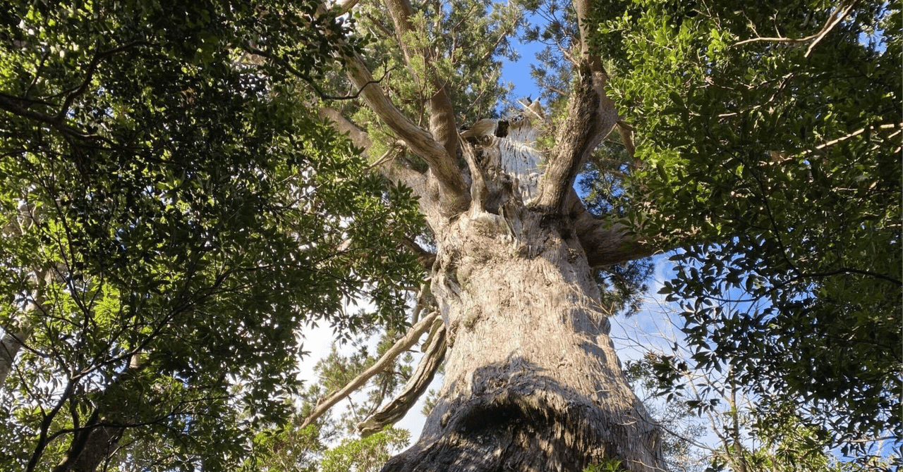 The Lost Universe 古代の巨大植物④巨大裸子植物｜美原さつき