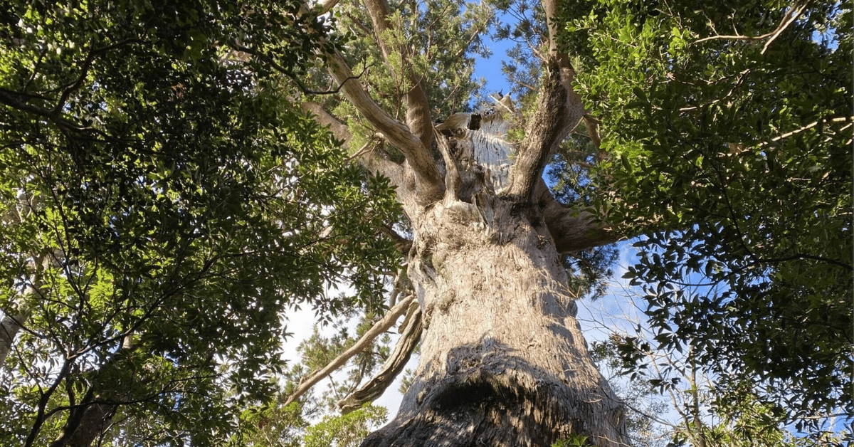植物の起源と進化 | E.J.H. コーナー, 秀章, 大場, 修, 能城 |本