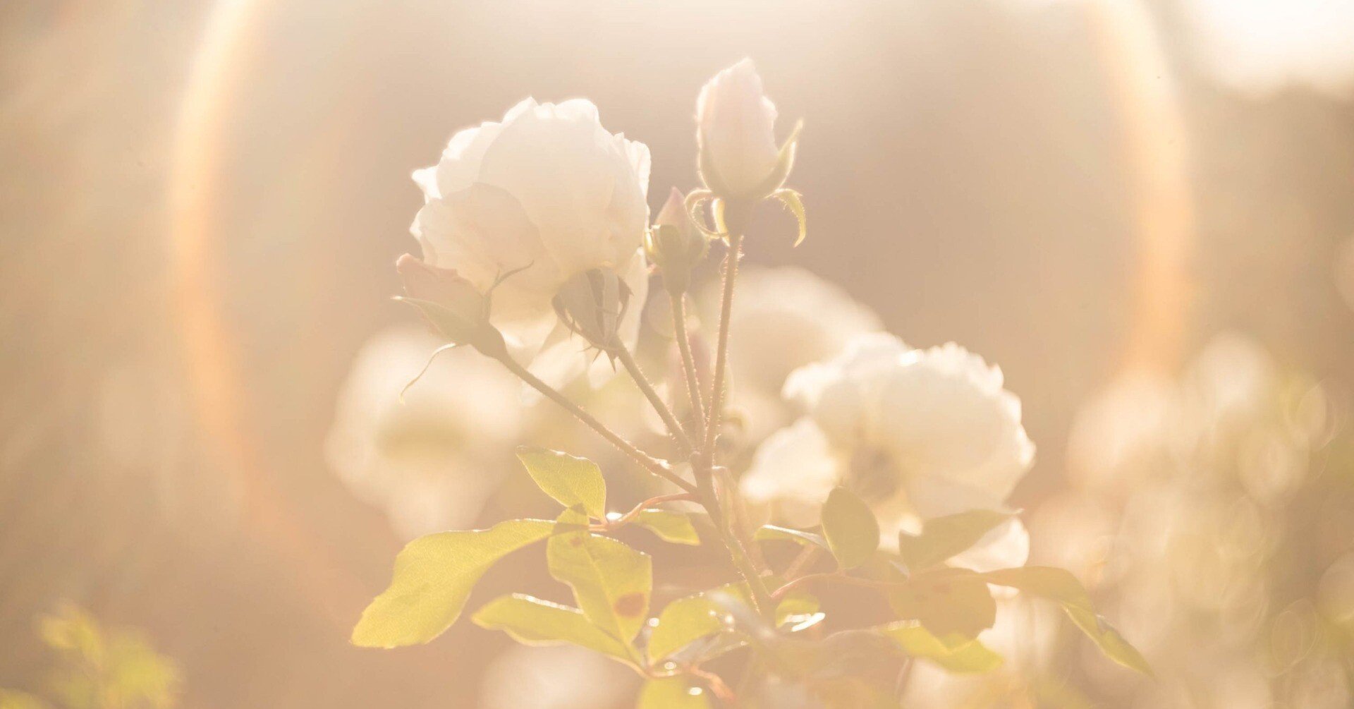 CLARUS MS-35 + Wollensak 50mm F2.8　動作良好品 CLARUS MS-35用アダプター(1)Wollemsak 50mm f2.8を使いたい | 見よう