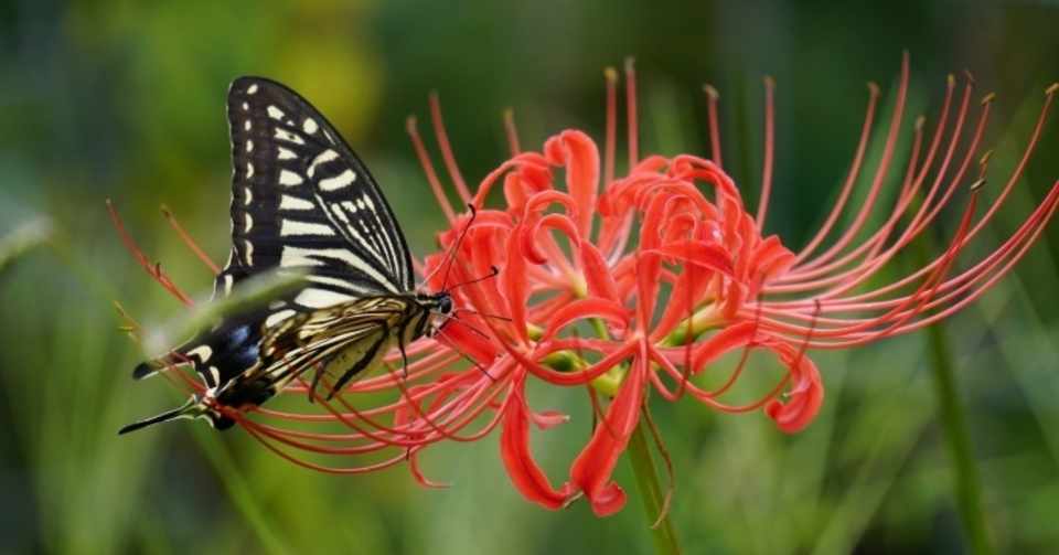 アゲハ蝶が教えてくれたこと りんごの花保育園 Note