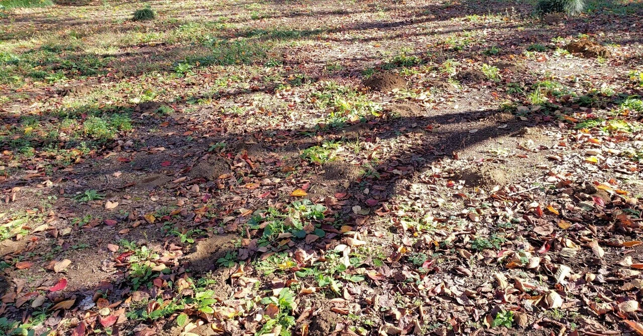 土埃 目にチクチクと 2月の風｜西藍希