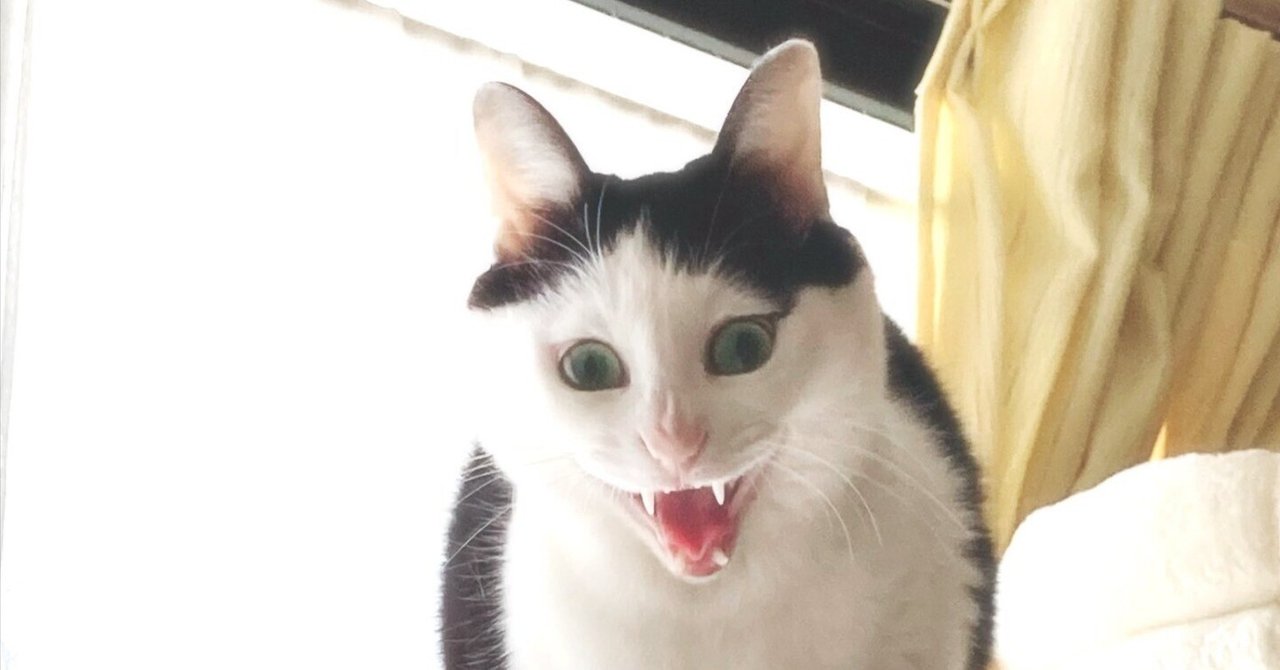 あくびねこさま専用 ネコ様のあくびに指を入れた人間。まさかの行動にネコ様ドン引き
