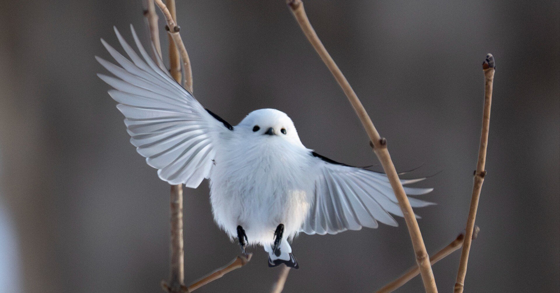 憧れの鳥探しに挑戦！ 第4回《シマエナガをかわいく撮りたい