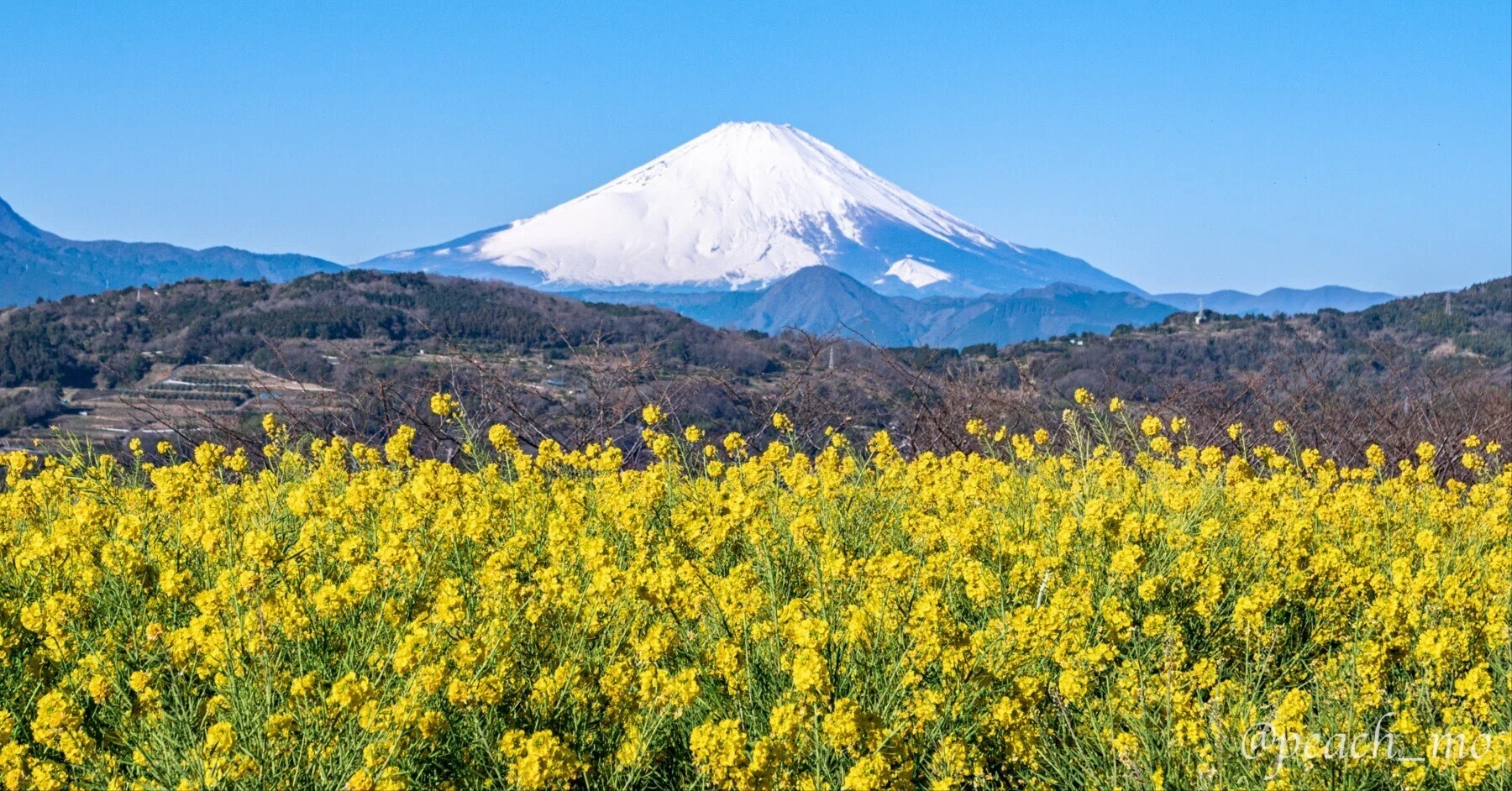 今日はあの山へ#16｜冬のお花見その2 神奈川県二宮町の吾妻山・菜の花