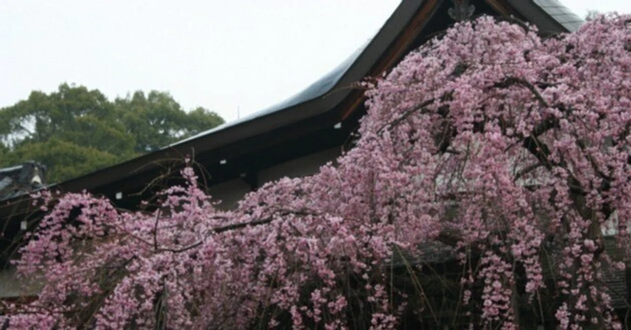 桜暦7＞氷室神社の奈良一番桜｜清愁