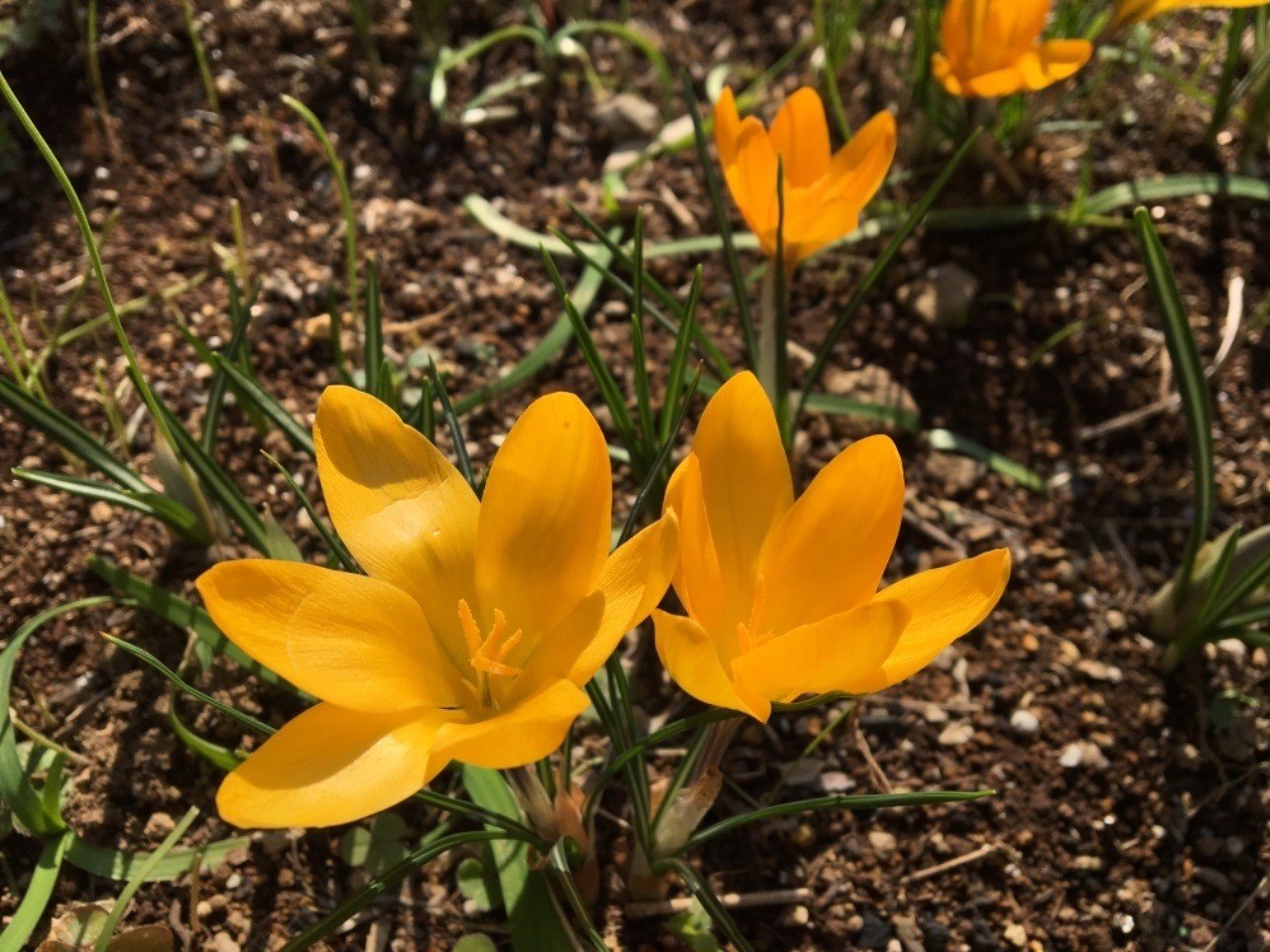 初心者におすすめ 春に育てたい花5選 らいむ Note