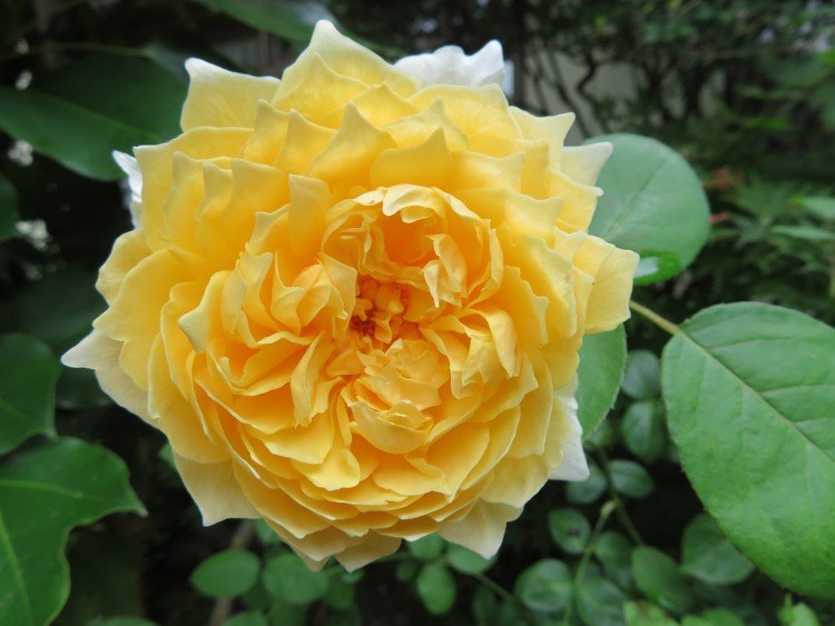 シャーロット・オースティン🌹輝くような明るい薔薇。二番花は花弁の端がシャープなラインになっていました。