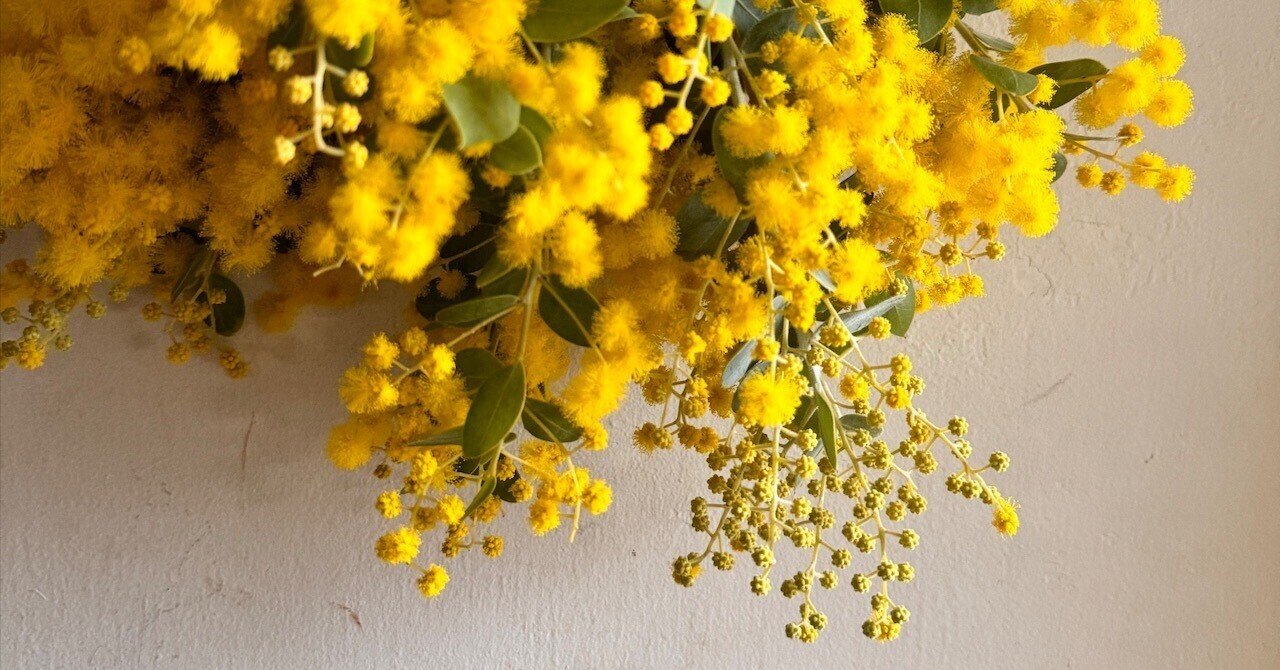 ミモザのお話｜ハナジタク花学校