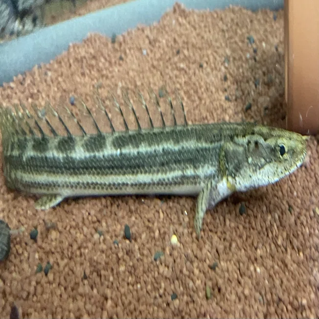 我が家の飼育魚紹介✨｜シュン