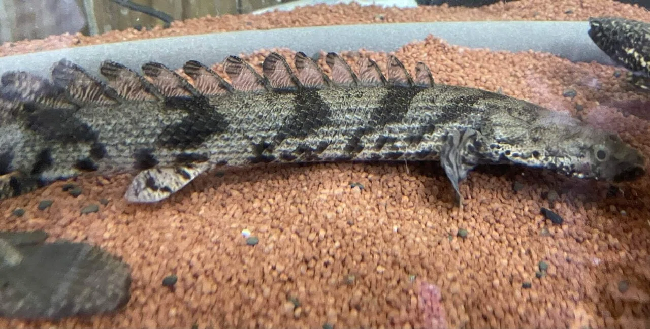 我が家の飼育魚紹介✨｜シュン