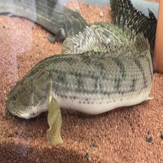 我が家の飼育魚紹介✨｜シュン