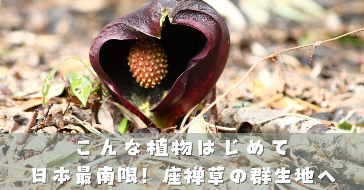 謎多い植物「ザゼンソウ（座禅草）」日本最南限群生地へ行ってき