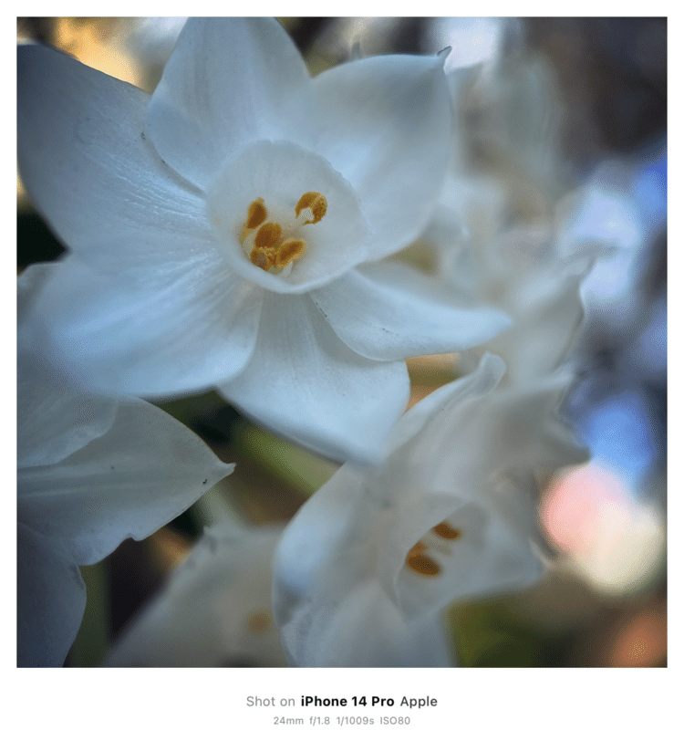 #そのへんの3cm vol.2421 iPhoneでマクロ連載#シロバナスイセン 別名 #雪中花 というのか。冬でも咲いてくれる貴重な花。#キジカクシ目ヒガンバナ科 