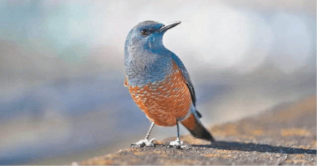 8fca557c7bb7f8cfa4efb34e205bc0