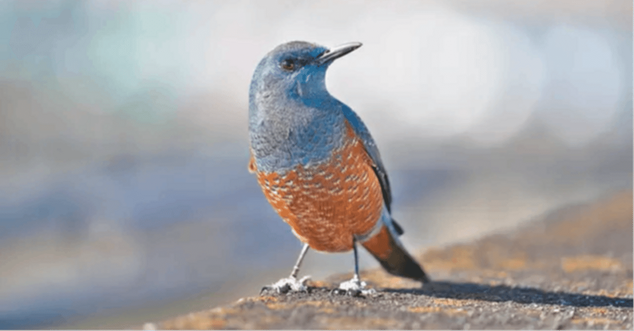 釣りするカバさん♡頭に幸せの青い鳥乗ってます。縁起物、陶器