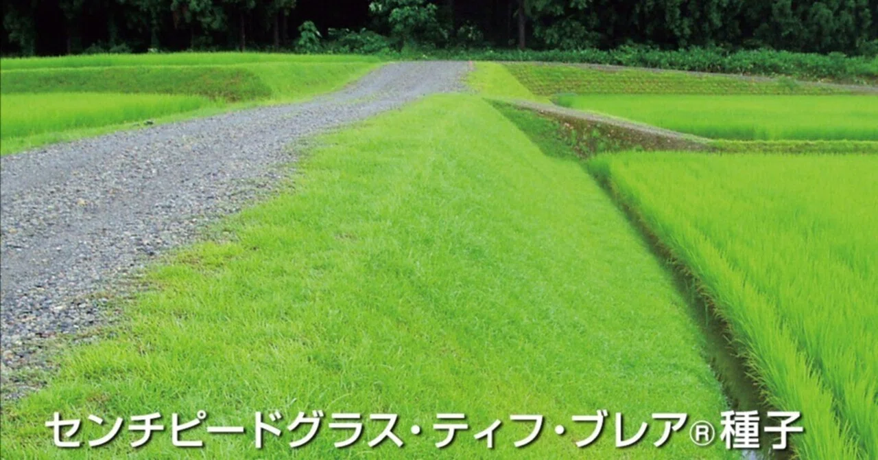 苗 ティフブレア 芝生の苗 195本