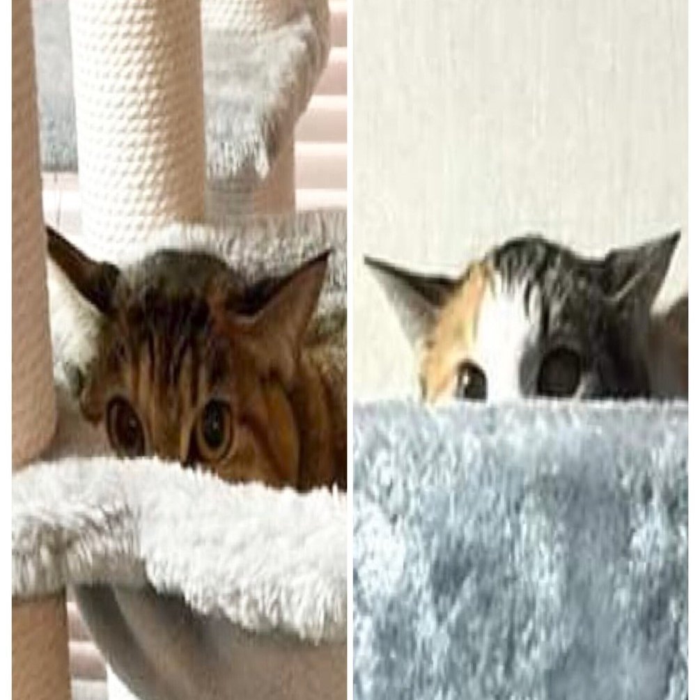 これが正当なるイカ耳 ＜わが家にはネコがいる 2024/2/3＞｜望月ぷみ