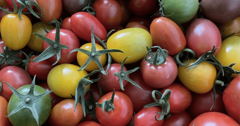 家庭菜園のススメ　トマト編　種類について