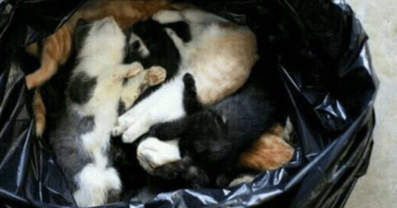 動物虐待を楽しんでいた52歳男の心理状態 の新着タグ記事一覧 Note つくる つながる とどける