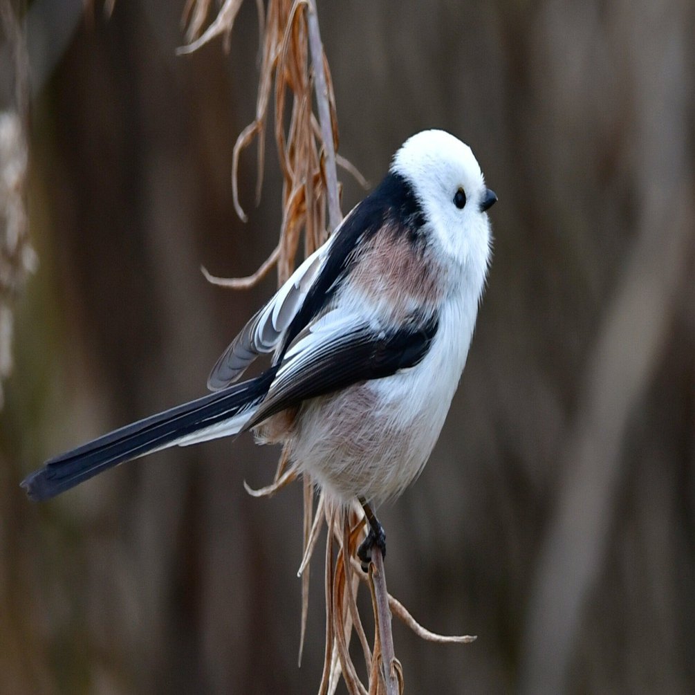 本州シマエナガ 2024年冬｜おおるり