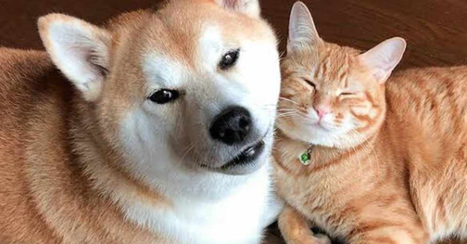 猫がかわいそう ツッコミ町 Note