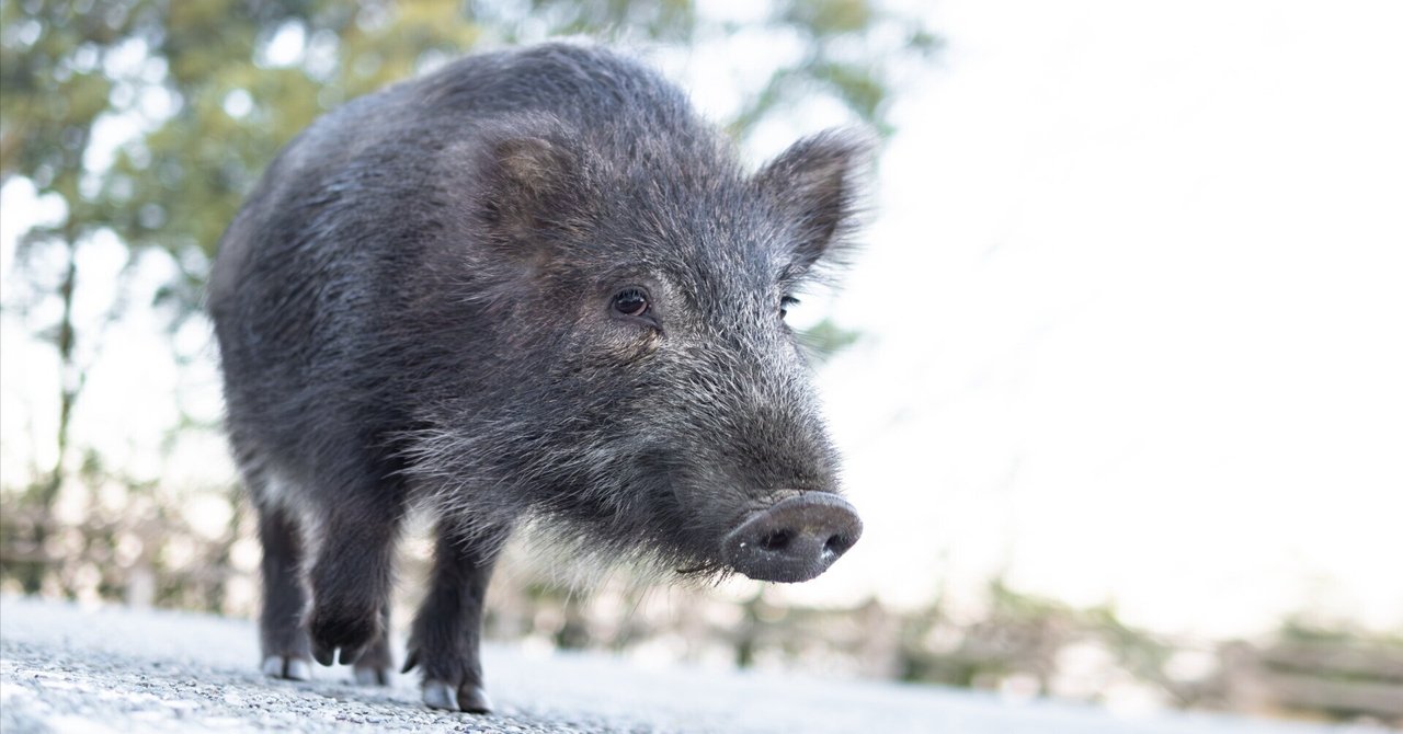 シュタイフ★Wild Boar 10cm★ワイルドボア/イノシシ(ウリボウ)/猪 Steiff - シュタイフ☆Wild Boar 10cm☆ワイルドボア/イノシシ