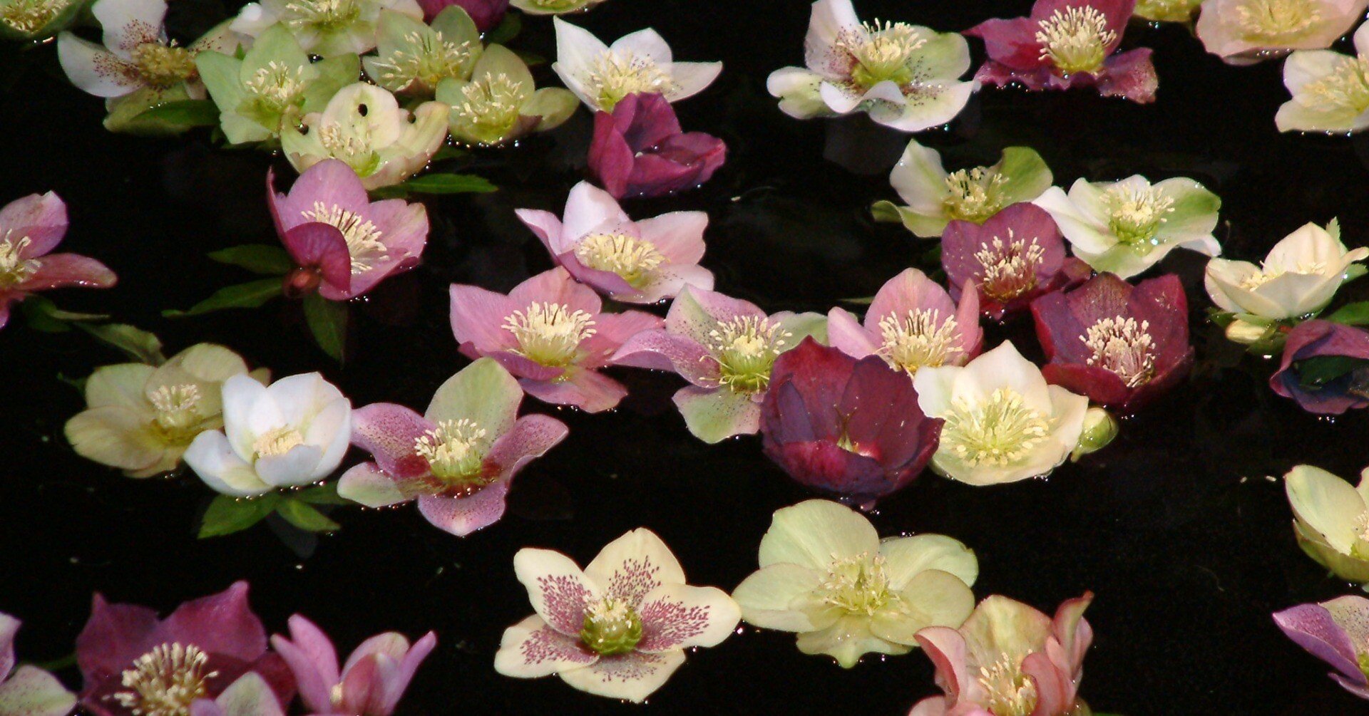 はな・物語 巻ノ五・クリスマスローズ｜新井裕之（StudioA）