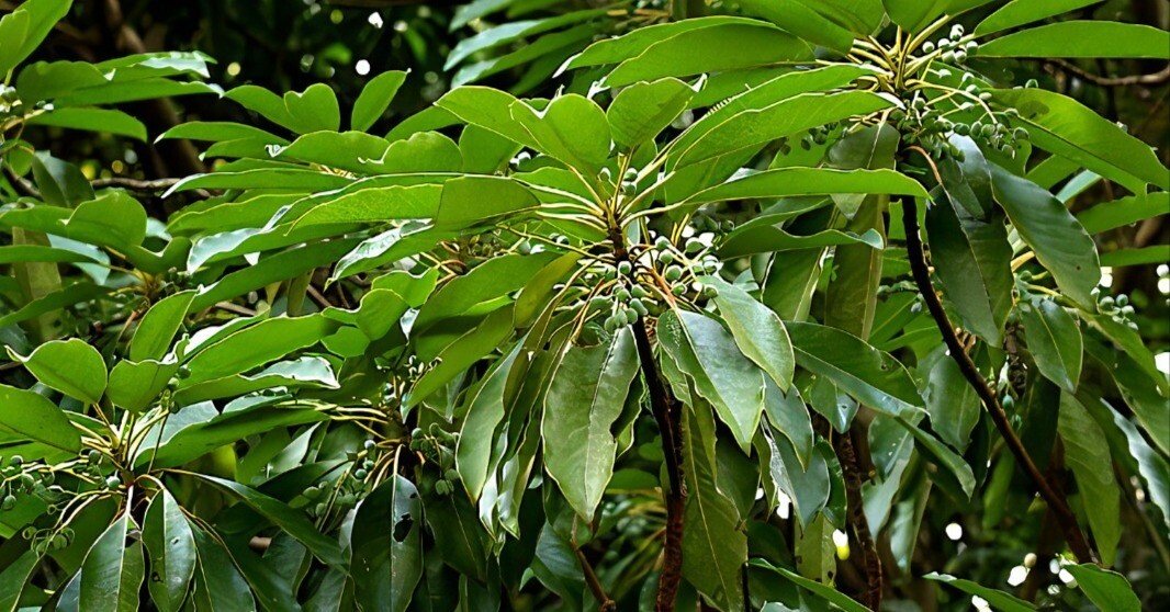 ゆずり葉」の木を見上げてみよう｜合同会社Uluru(ウルル) 山田勝己