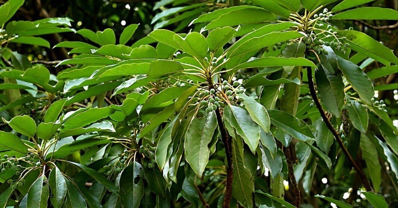 ゆずり葉」の木を見上げてみよう｜合同会社Uluru(ウルル) 山田勝己