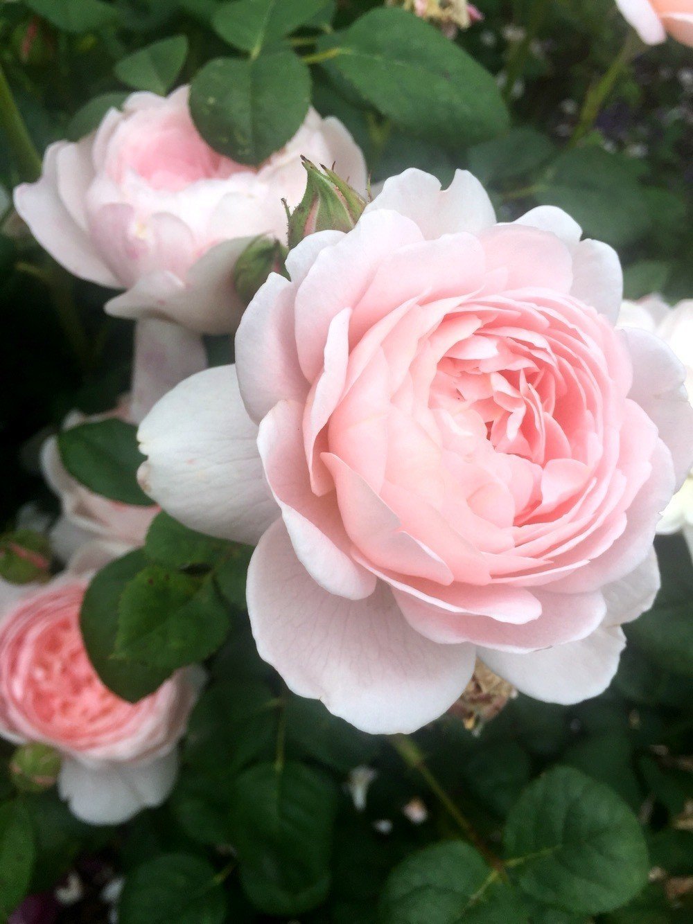 ビギナーママ❗️ 草月　白磁　花器　コの字 ビギナーママ様専用❗️ 草月 白磁 花器 コの字