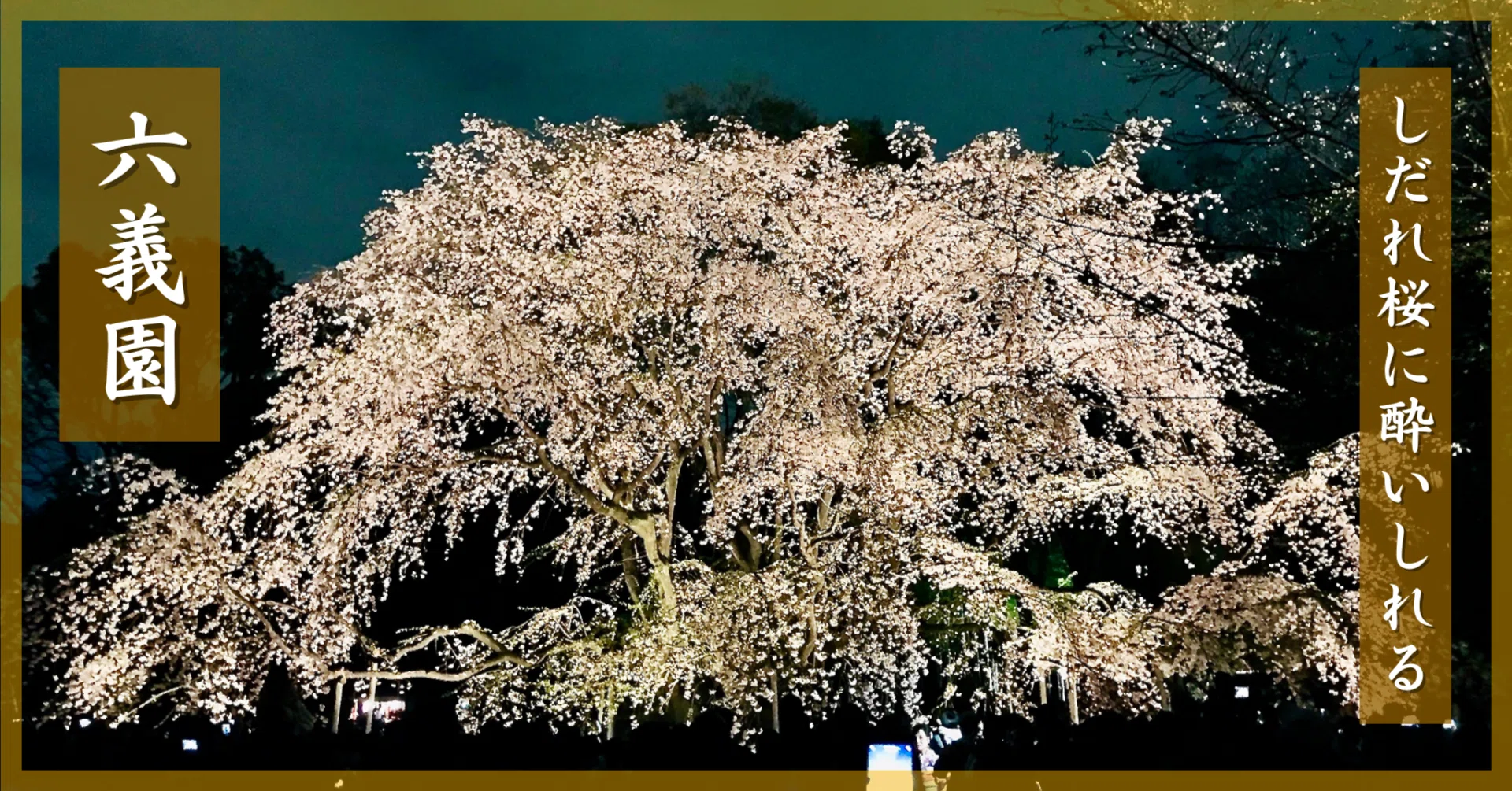 しだれ桜に酔いしれる｜【六義園】｜Tomo＠旅と美食の探求Life