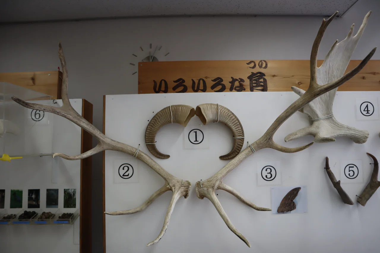 世界で2番目に大きなシカをサファリで見る。｜Mr.シンゲツ