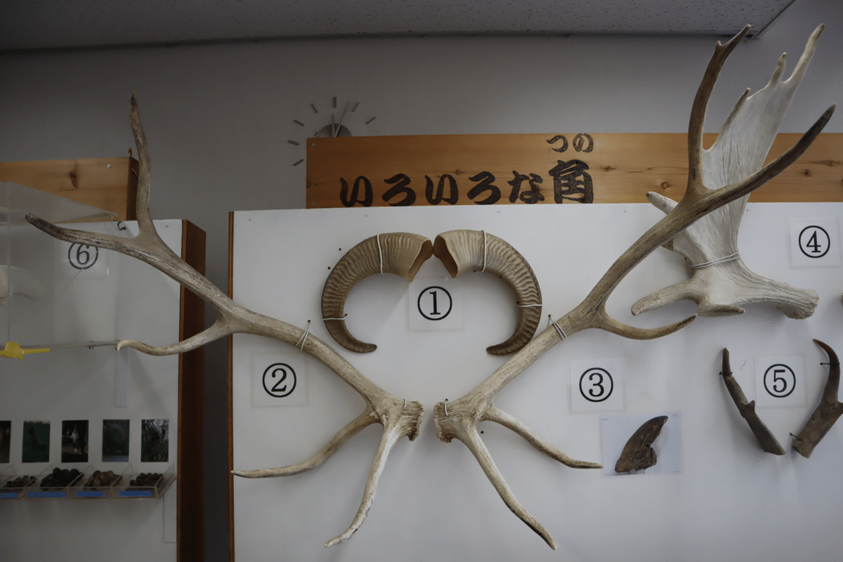 世界で2番目に大きなシカをサファリで見る。｜Mr.シンゲツ