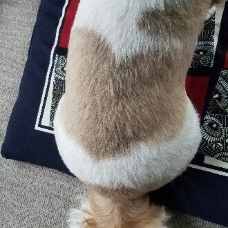 タカベベ１０３３