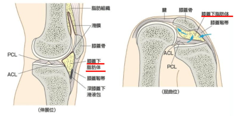 膝蓋下脂肪体について 福山 駿斗 Note 膝蓋下脂肪体について 福山 駿斗 Note