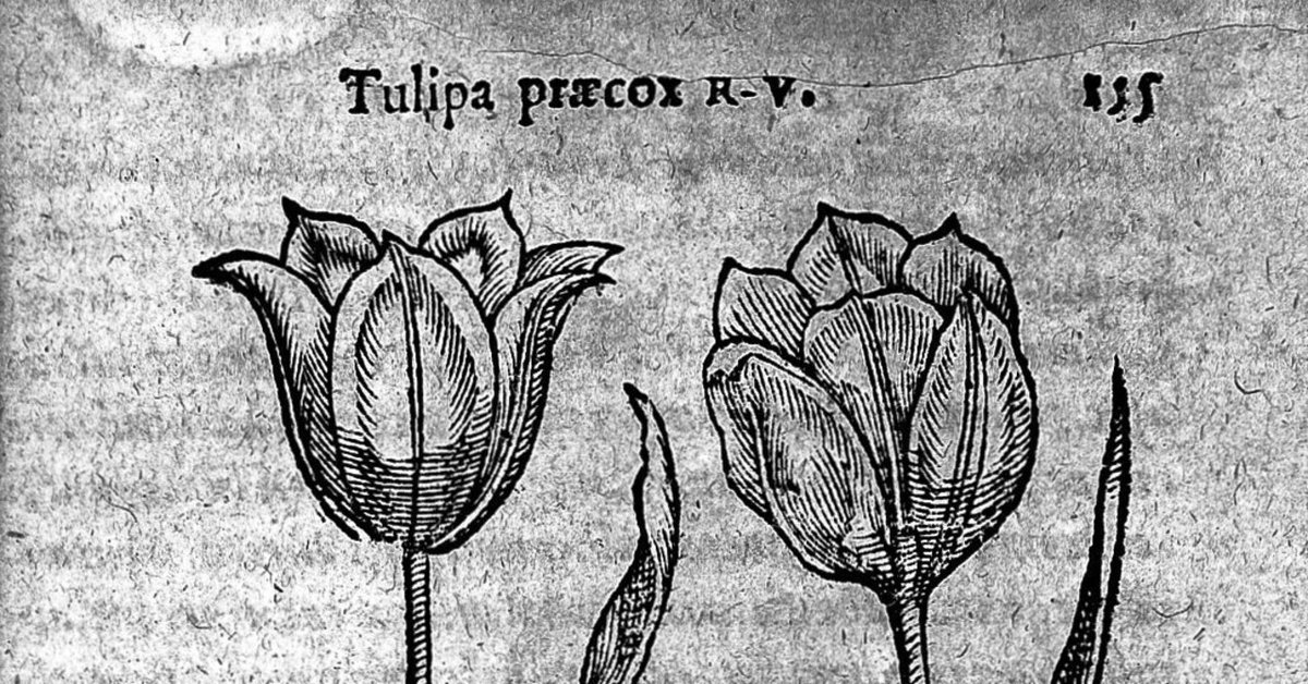 トルコ チューリップの本　In Nature, History and Art トルコ チューリップの本 In Nature, History and Art