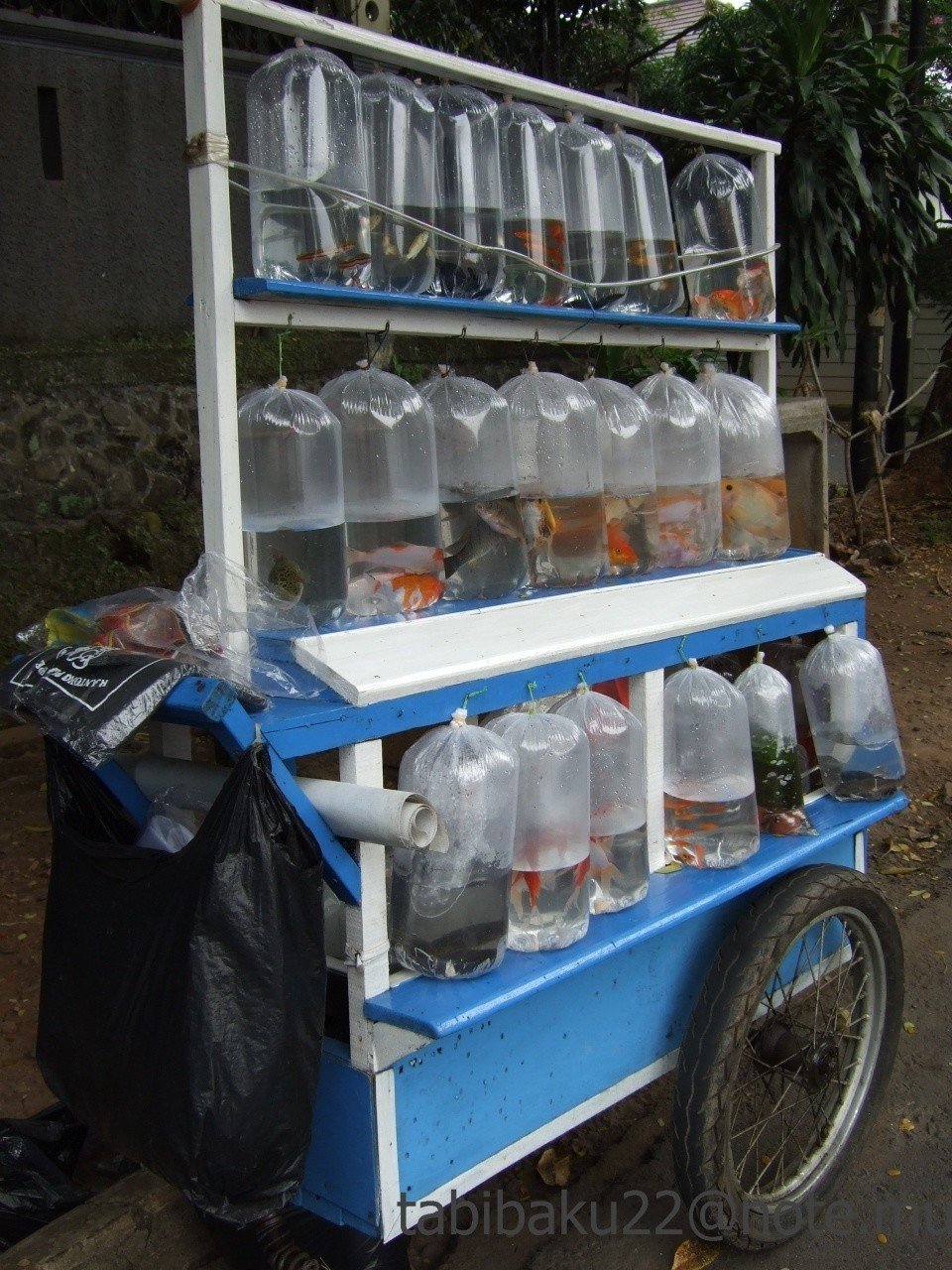 金魚を売る屋台 インドネシア 森野バク 地球旅自炊派 Note 金魚を売る屋台 インドネシア 森野バク 地球旅自炊派 Note