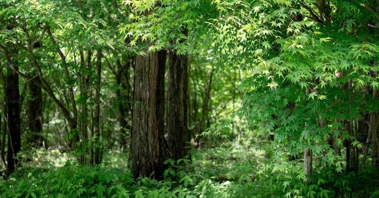 聖剣伝説lom の新着タグ記事一覧 Note つくる つながる とどける