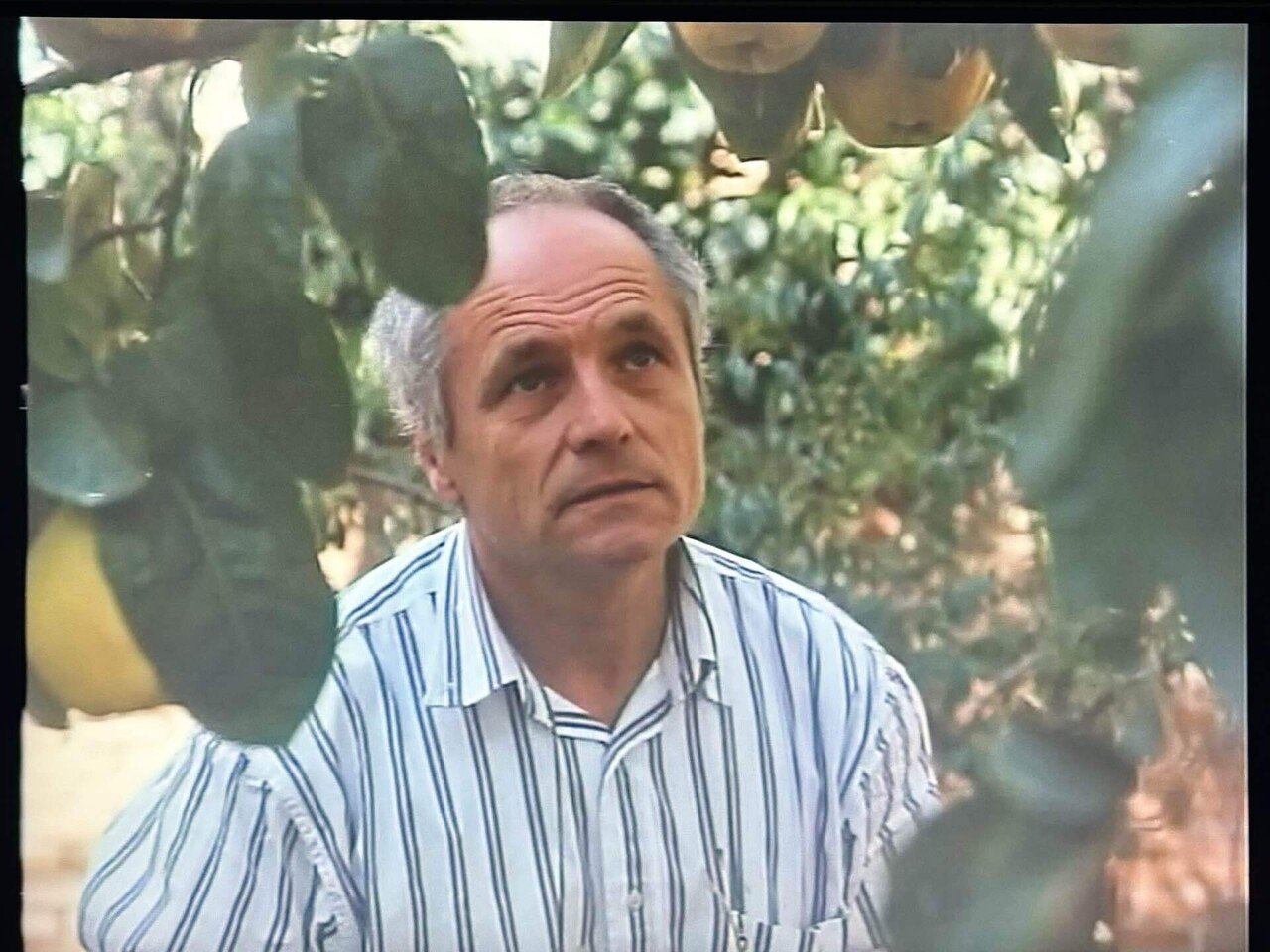 マルメロの陽光(1992)｜TADASHI TAKEZAKI