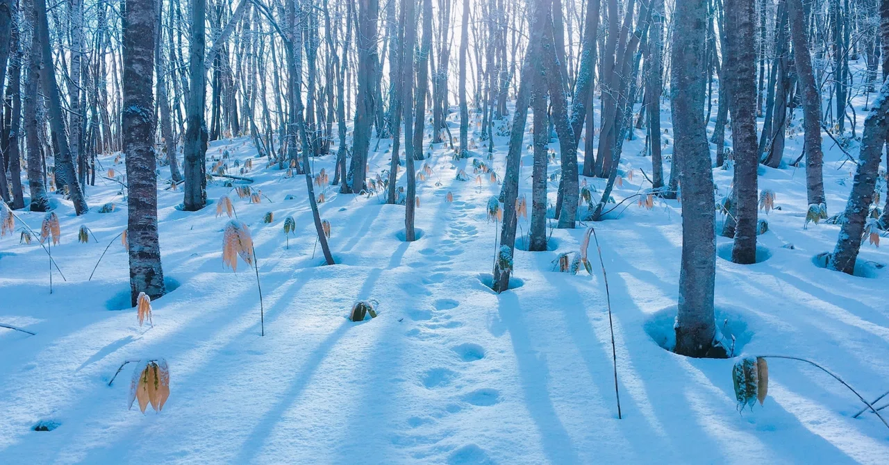 雪が降るのが楽しみじゃなくなったのはいつからだろか？｜旅人先生【毎日執筆7年目】