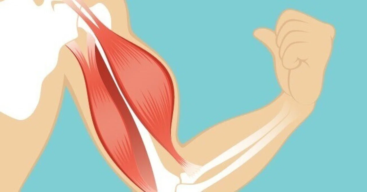 Muscles In Side 1-3 Only Muscles Can Be Moved|二重作 拓也