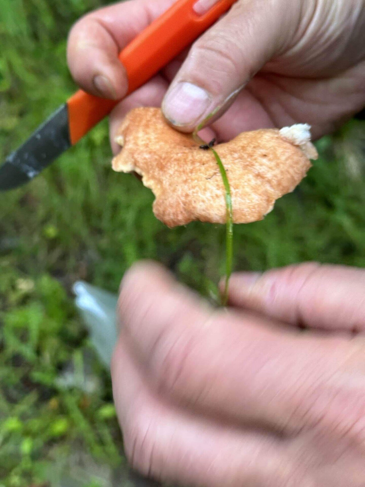毒キノコを食べたと思って生きた心地がしなかった話｜Mäkipelto さかた