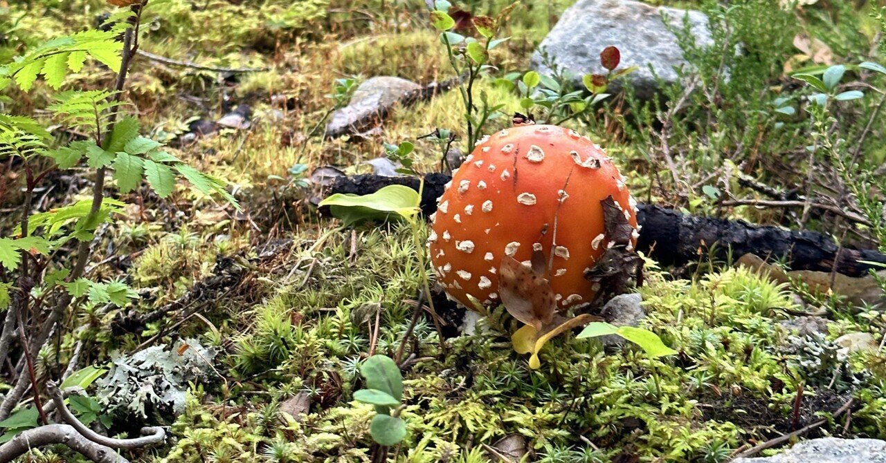 毒キノコを食べたと思って生きた心地がしなかった話｜Mäkipelto さかた