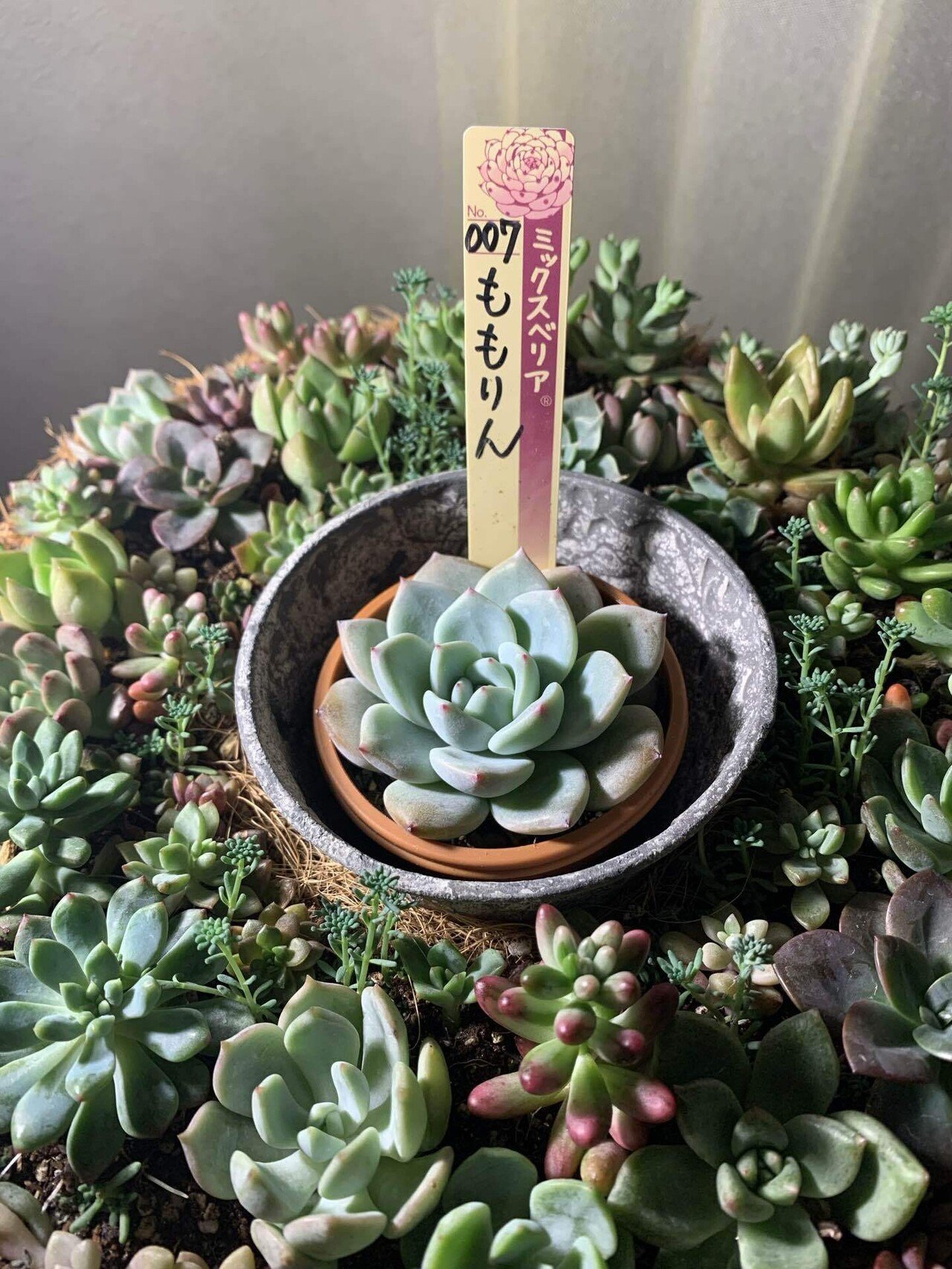 アッキページ　ポトシナ　ミクステカナ　ベイレイ抜き苗 アッキページ ポトシナ ミクステカナ ベイレイ抜き苗 アッキページ