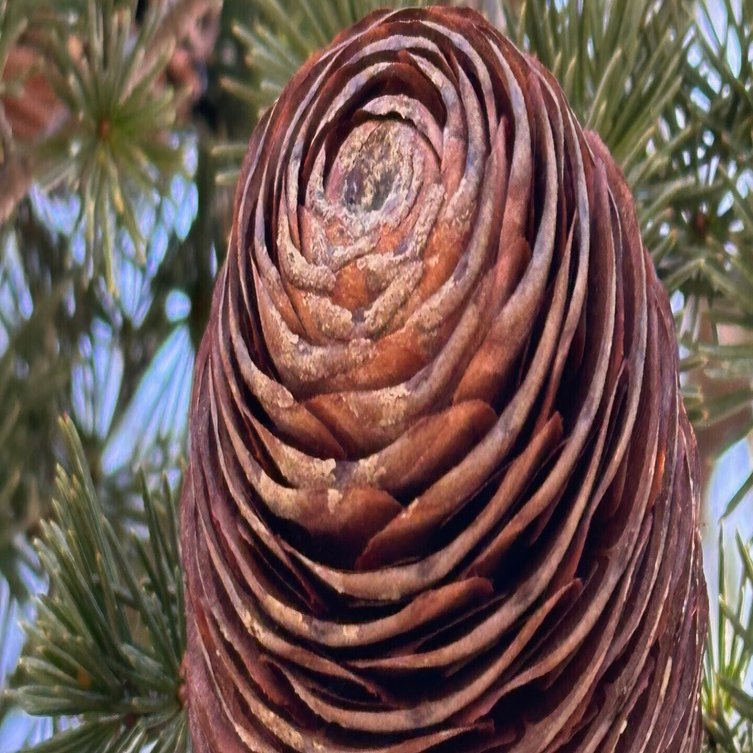 ヒマラヤスギ　ヒマラヤシーダ　cedrus deodara Paktia ヒマラヤスギ ヒマラヤシーダ cedrus deodara Paktia ヒマラヤスギ