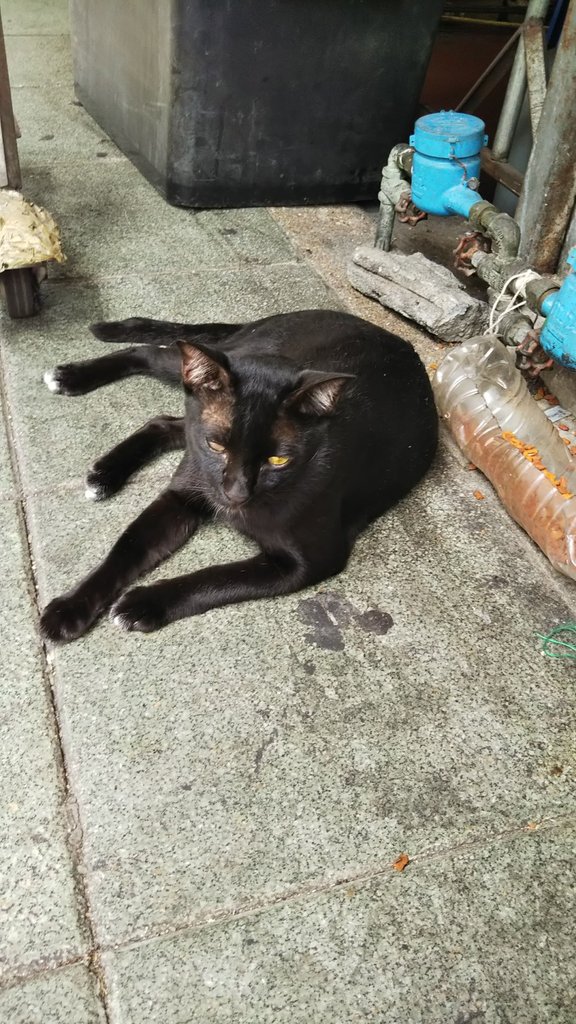 ダークウェブの子猫達 生き物苦手板 ビリー高橋 Note ダークウェブの子猫達 生き物苦手板 ビリー高橋 Note