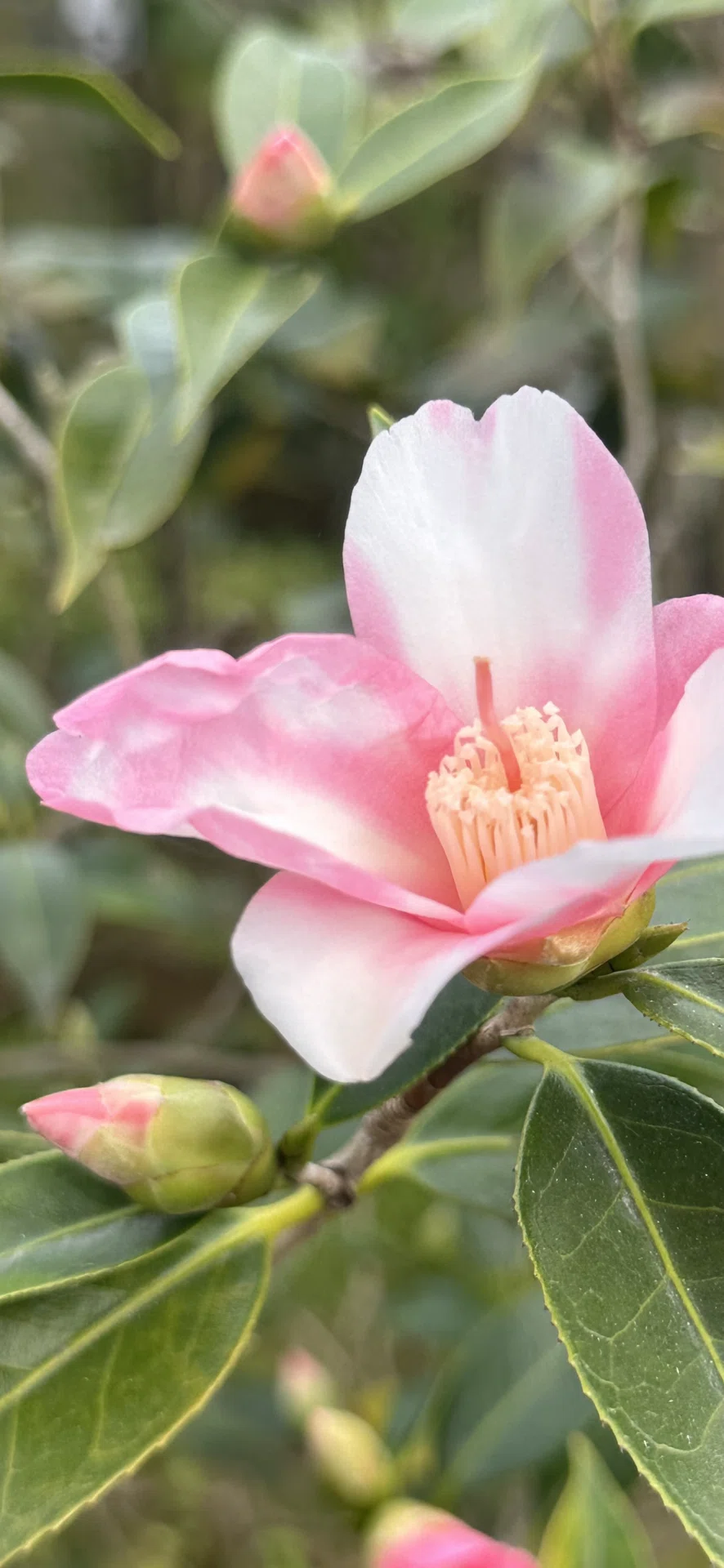 OTOHIME｜EGGSEED