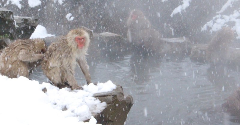 寒い日、温泉に浸かりたいのは人間だけではない！【長野電鉄に乗ってスノーモンキーに会ってきた】